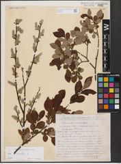 Foto von Salix aurita L.